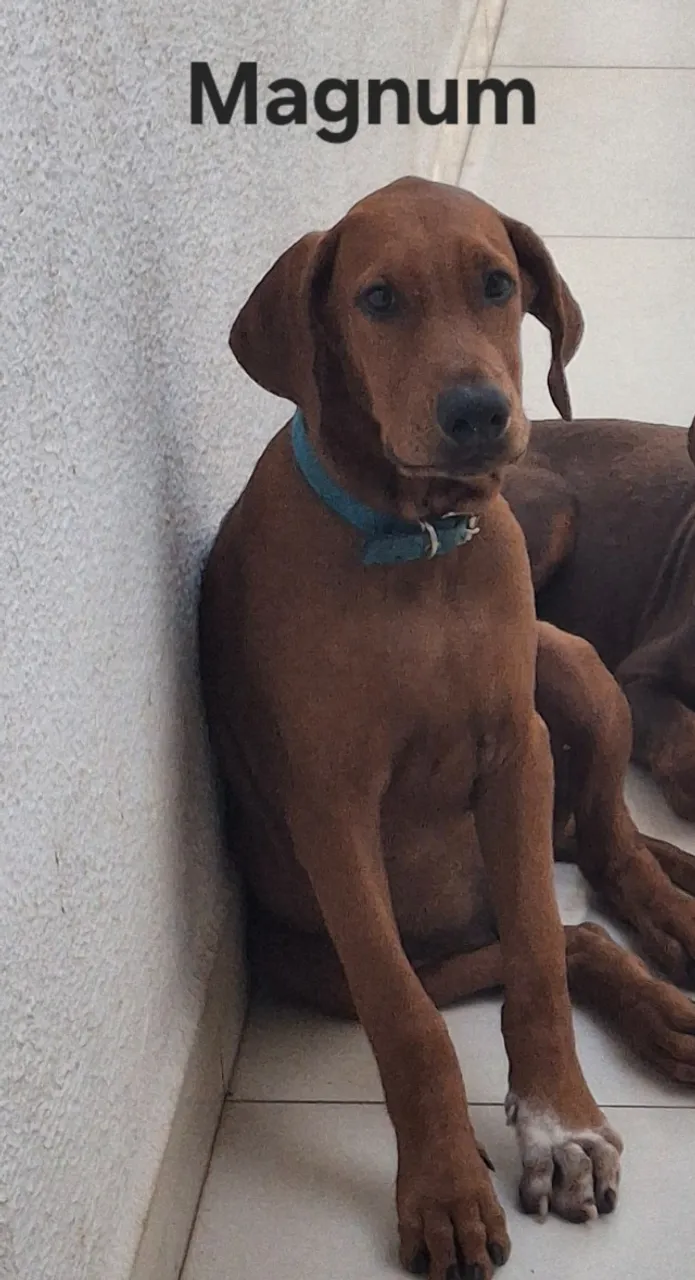 Doacao de cachorro