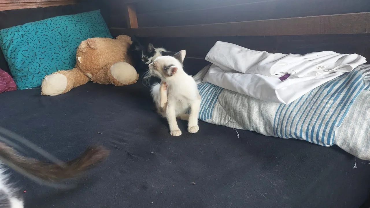 Doa se gatos ciameses frívolas e preto