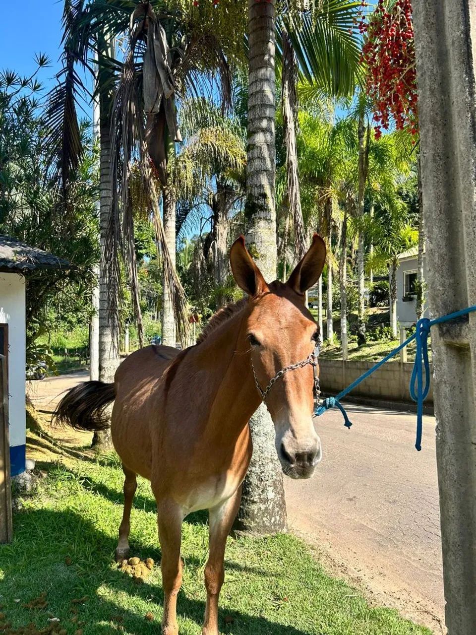 Mula Registrada  - Foto 3