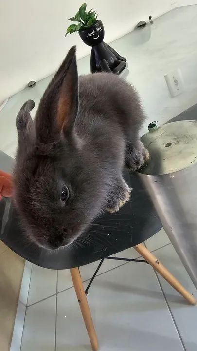 Mini coelho - Foto 2