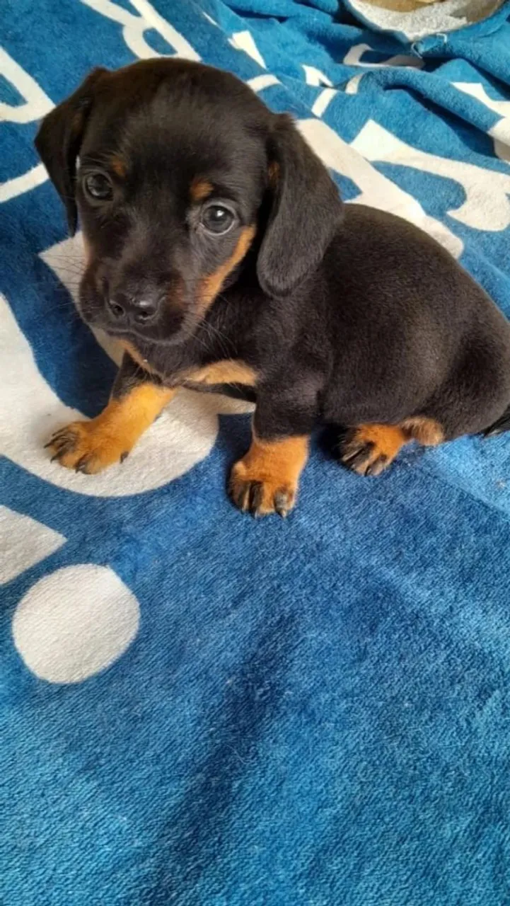 Filhote de Dachshund