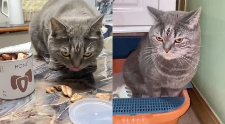 VENDO GATO DE 3 OLHOS NOVO NA CIDADE DE SANTARÉM DO ESTADO DO PARÁ.