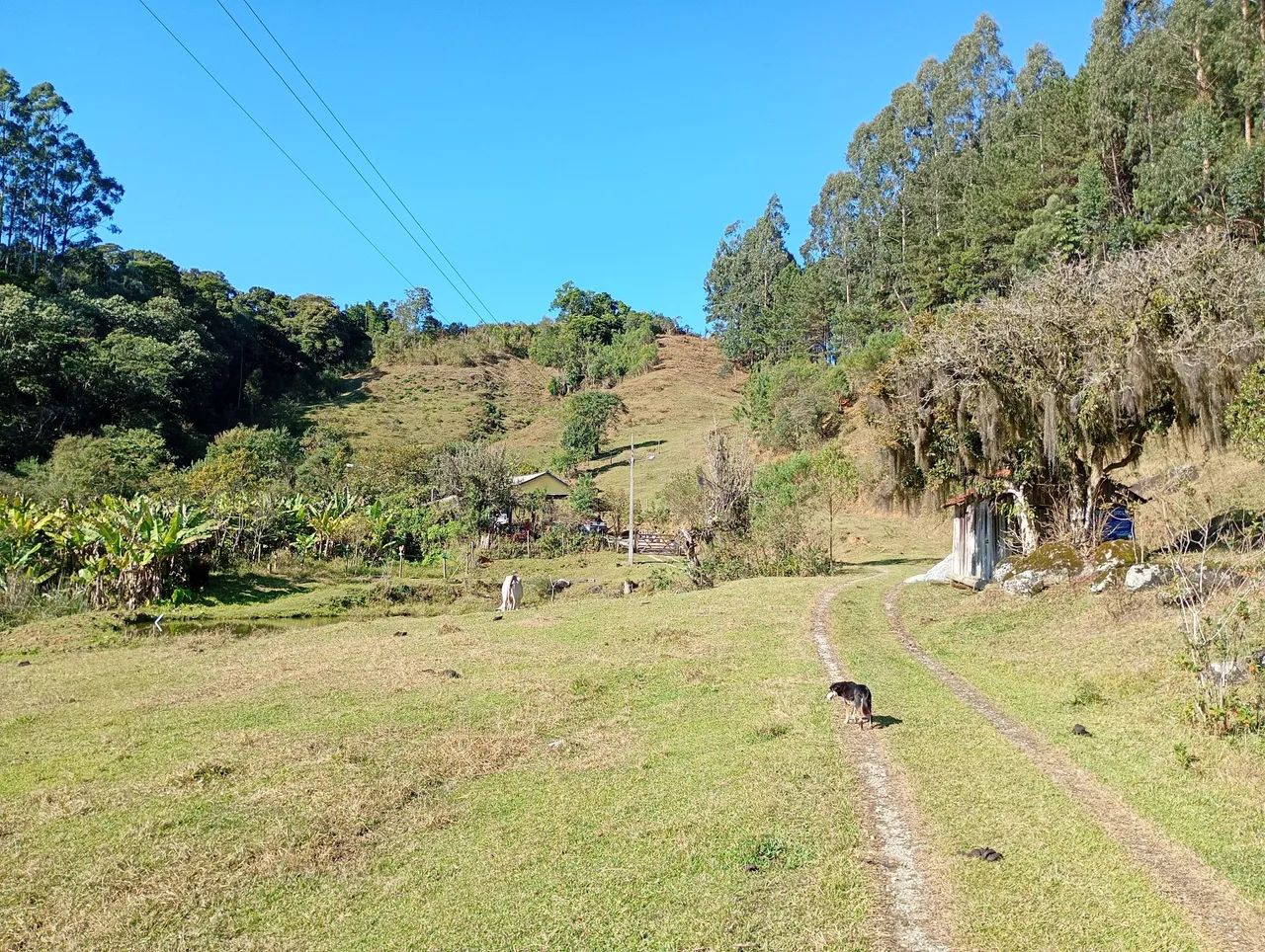 Sítio Águas Mornas  (Loeffelscheidt) VENDA OU PERMUTA  - Foto 2