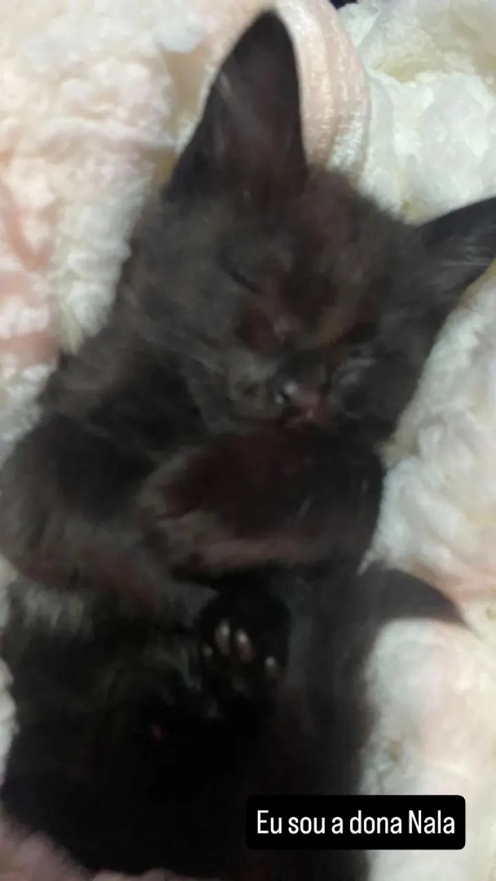 Doação de gata de 3 meses 