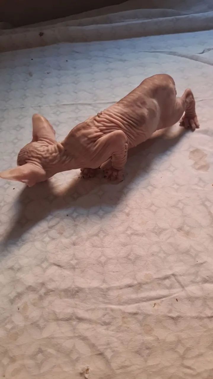 Sphynx filhotes - Foto 4