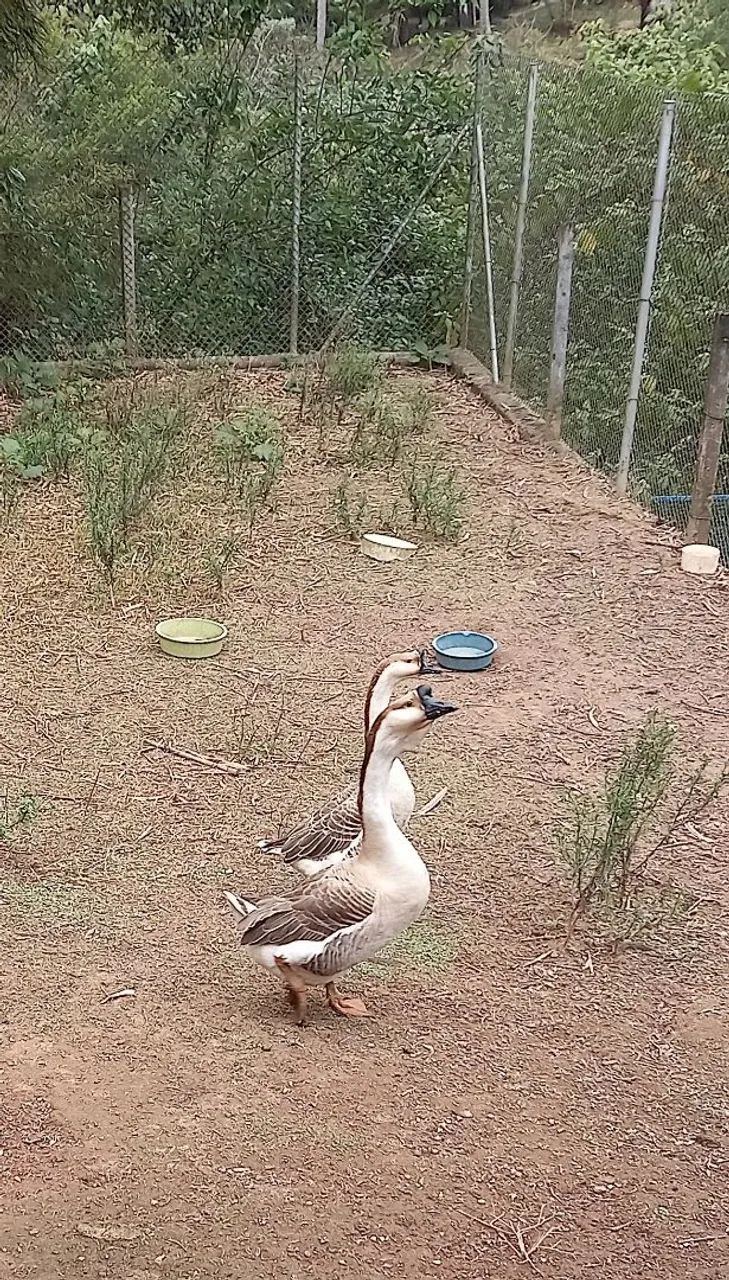 Gansos Sinaleiros e Africanos com Barbela - Foto 2