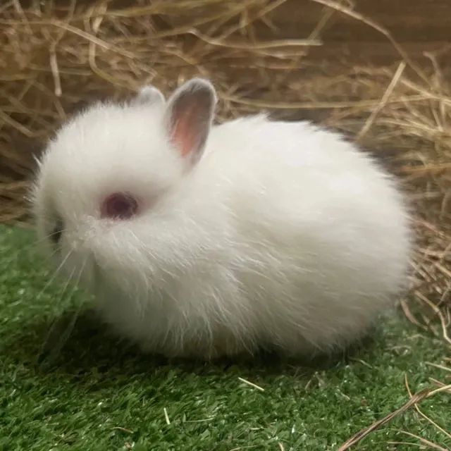 Promoção de Mini Coelhos  - Foto 5