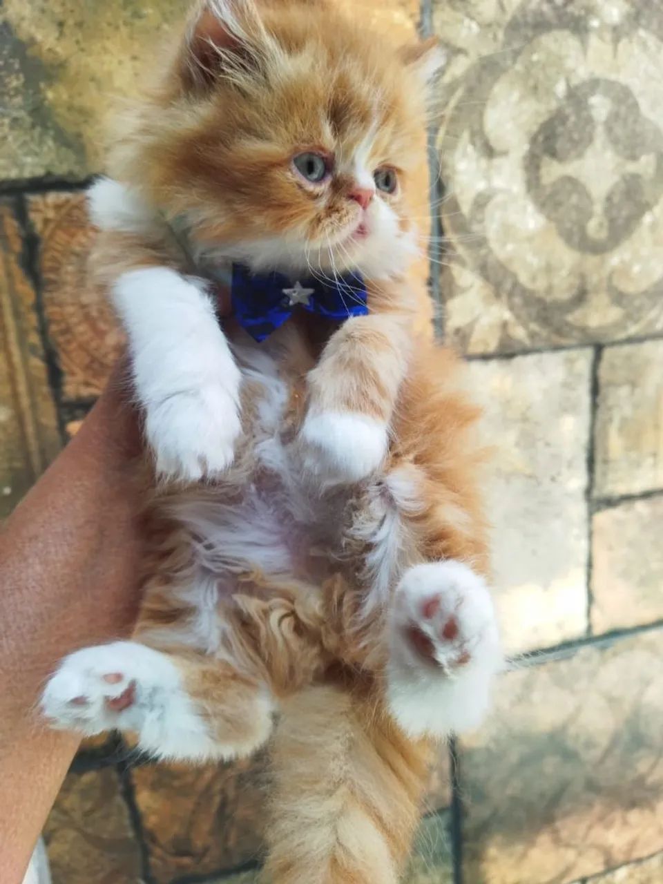 Gato persa importado  - Foto 3