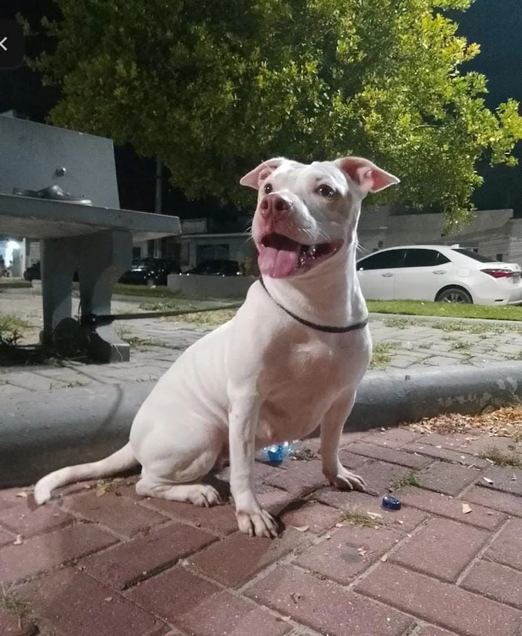 Fêmea de pit Bull para adoção  - Foto 3