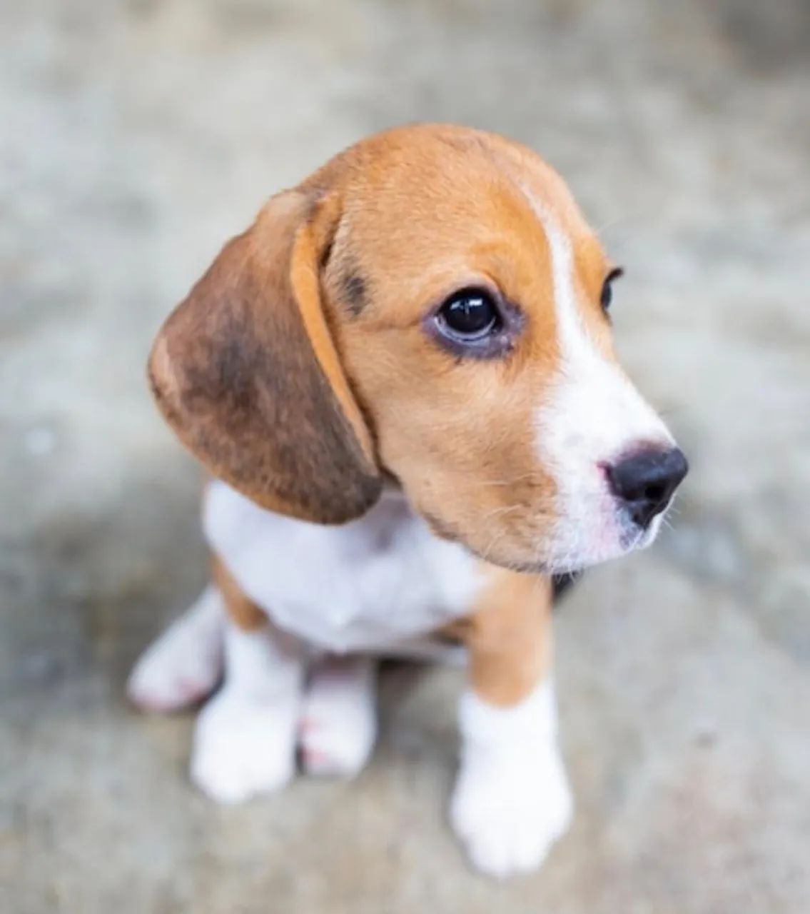 Beagle com otima linhagem disponivel 