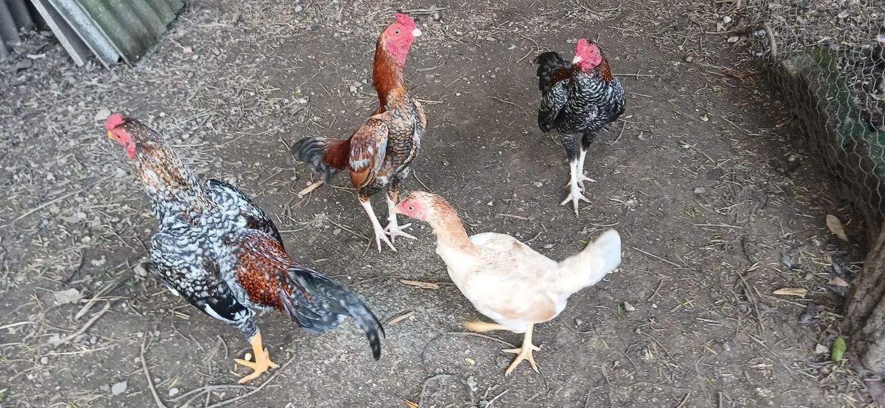 Galinha mini índio 