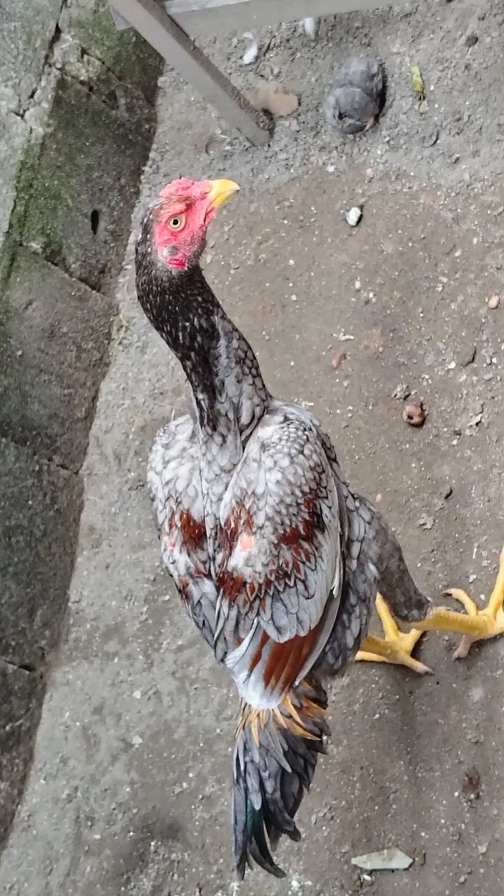Frangos Mura com 6 meses de idade valor unitário r$ 300 - Foto 4