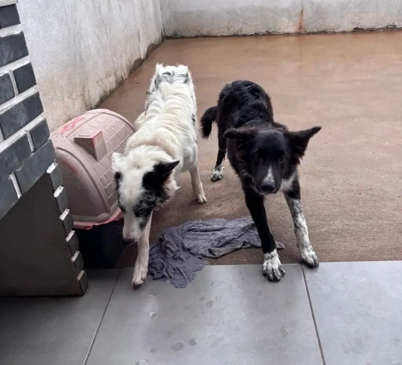 Vendo border collie  - Foto 3