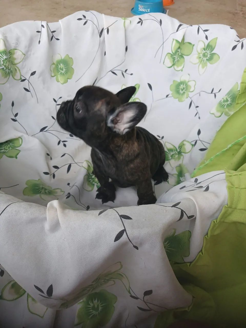 Buldogue francês  - Foto 4
