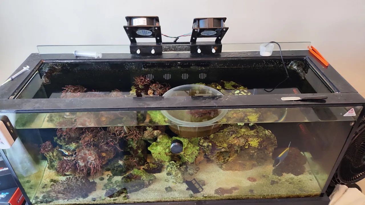 Aquário marinho  - Foto 4