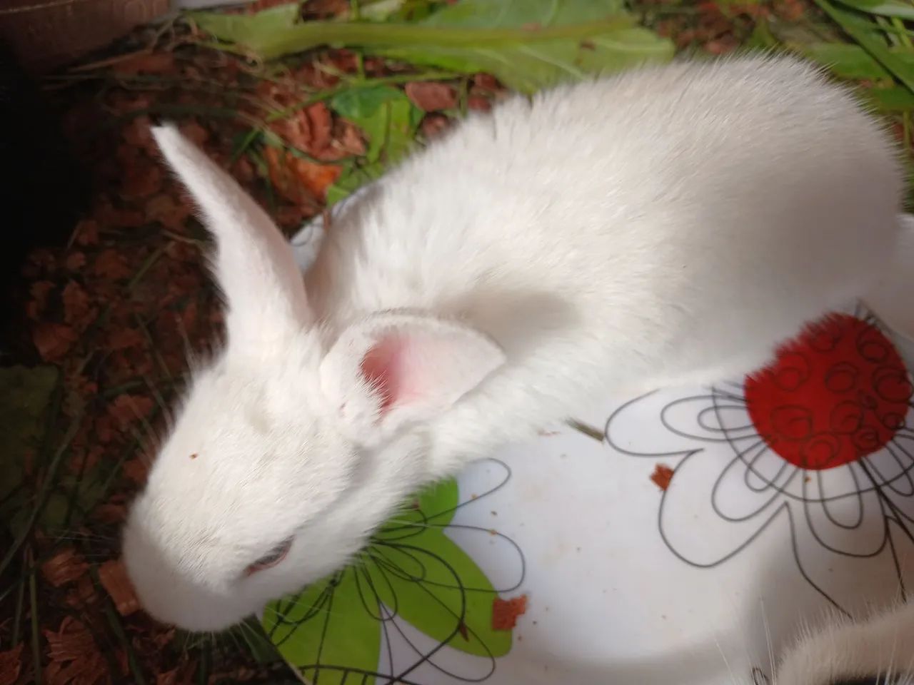 Coelhos filhotes  - Foto 3