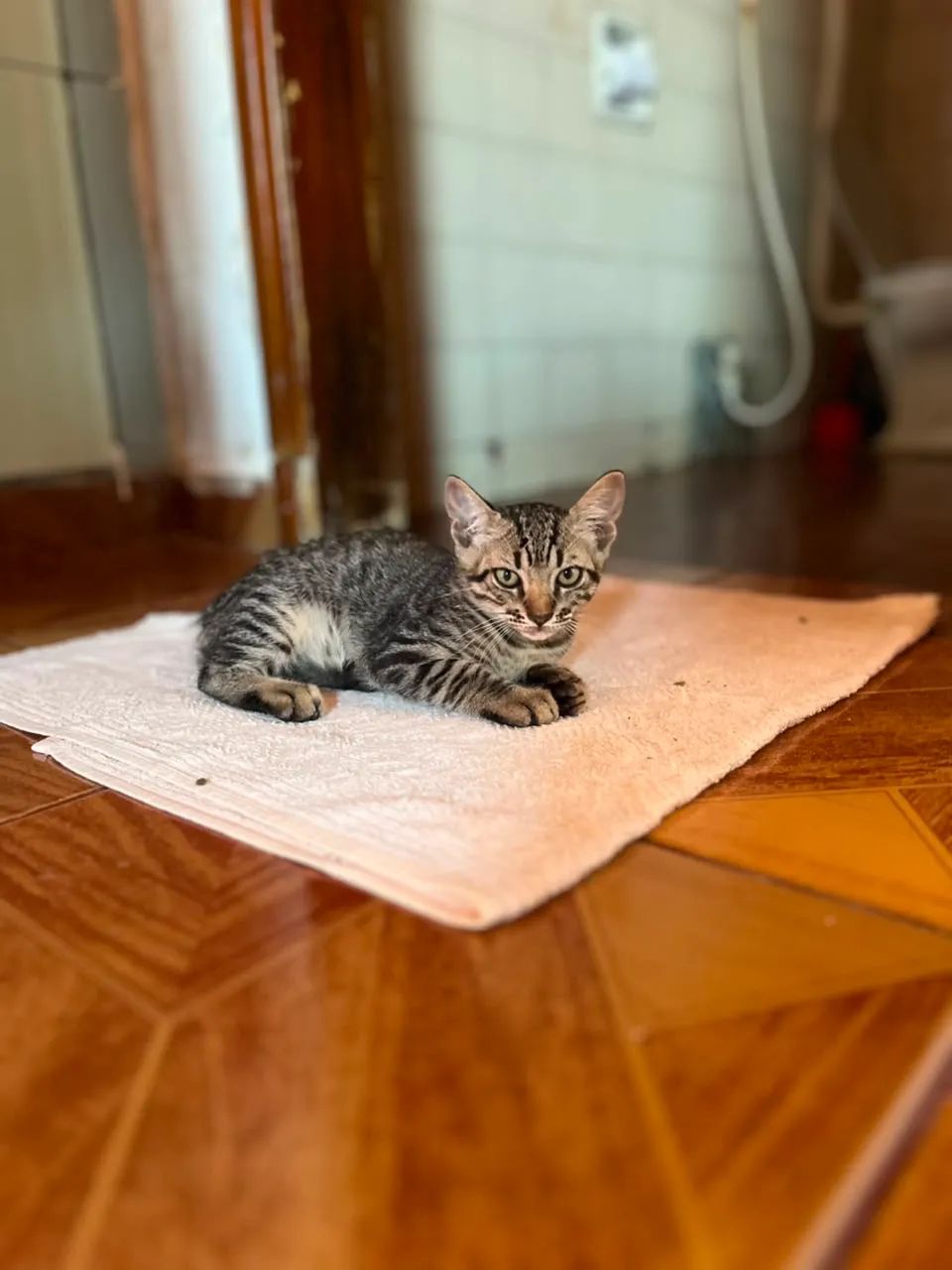 Gatinhos - Foto 3