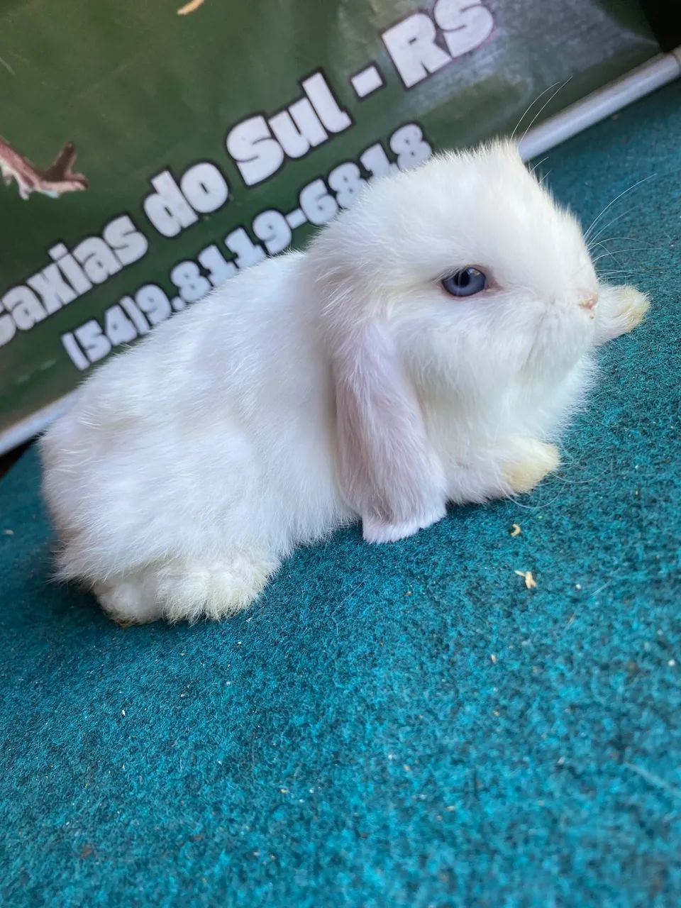 Coelhos mini lop 65048974728578125