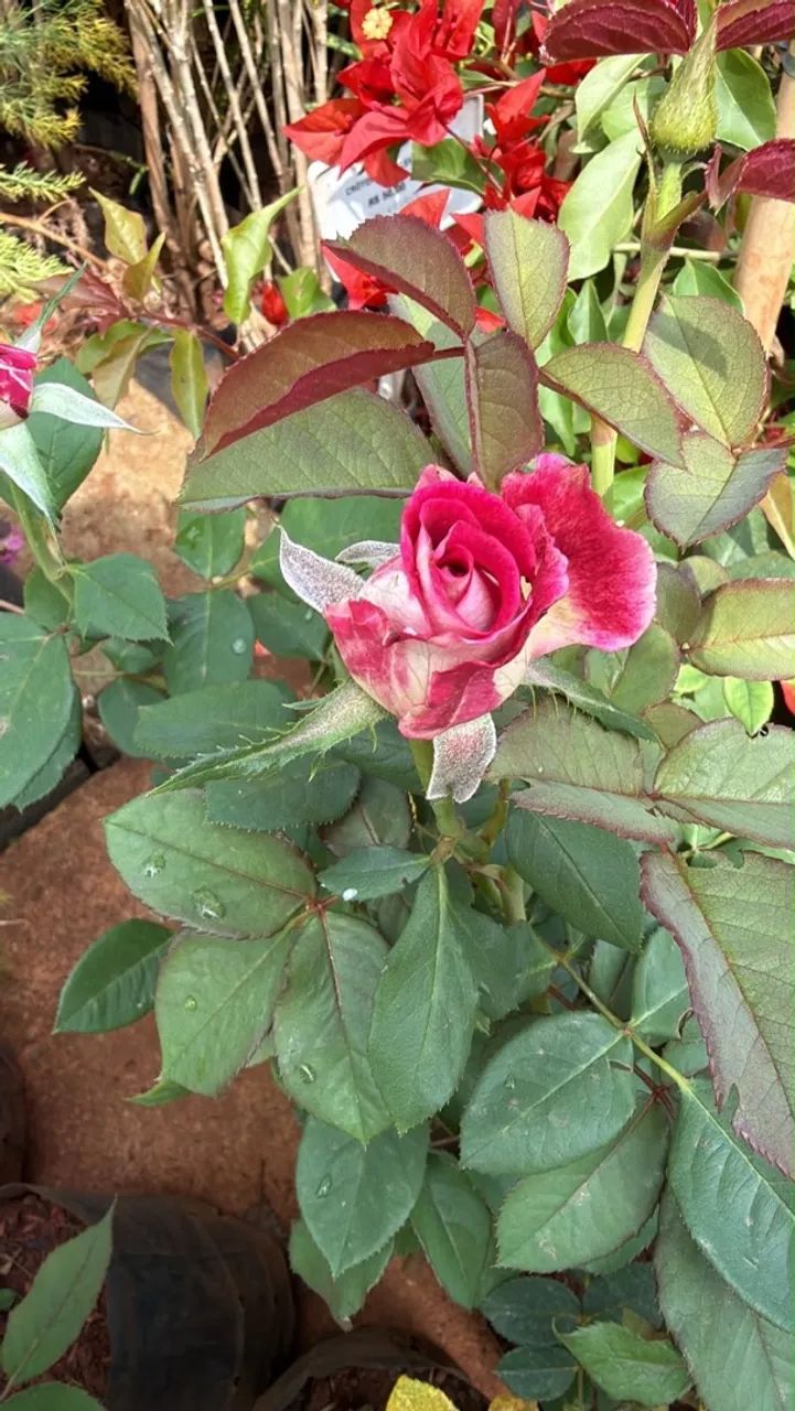 Roseiras variadas  - Foto 3