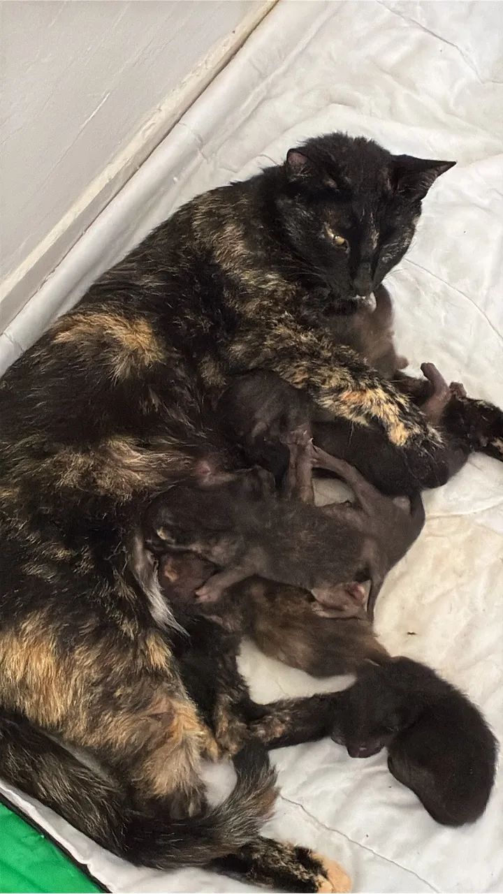 Doa se gatinhos - Foto 2