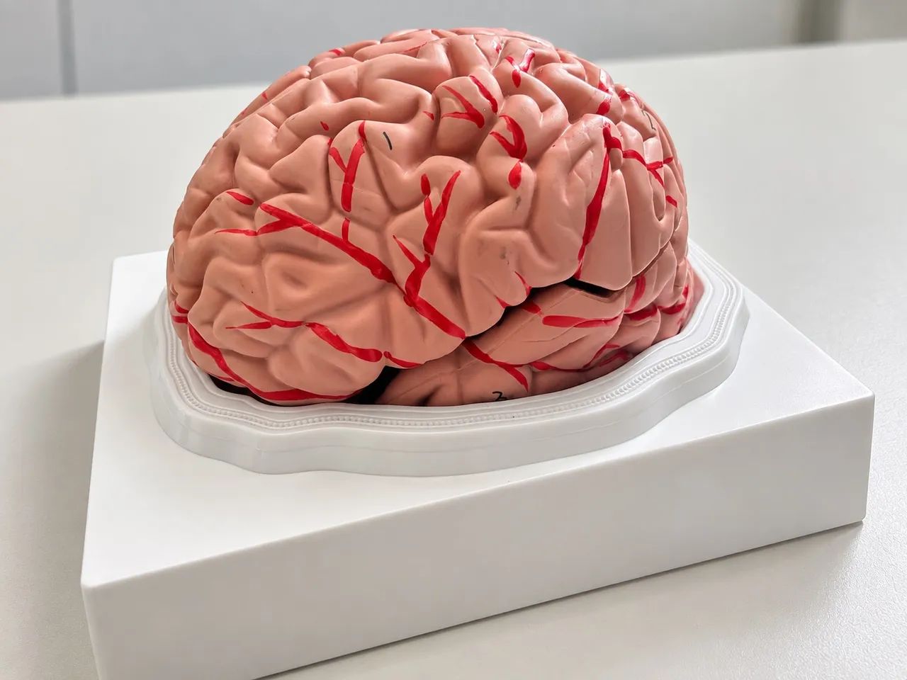 Miniatura Cérebro - Decoração e Estudo