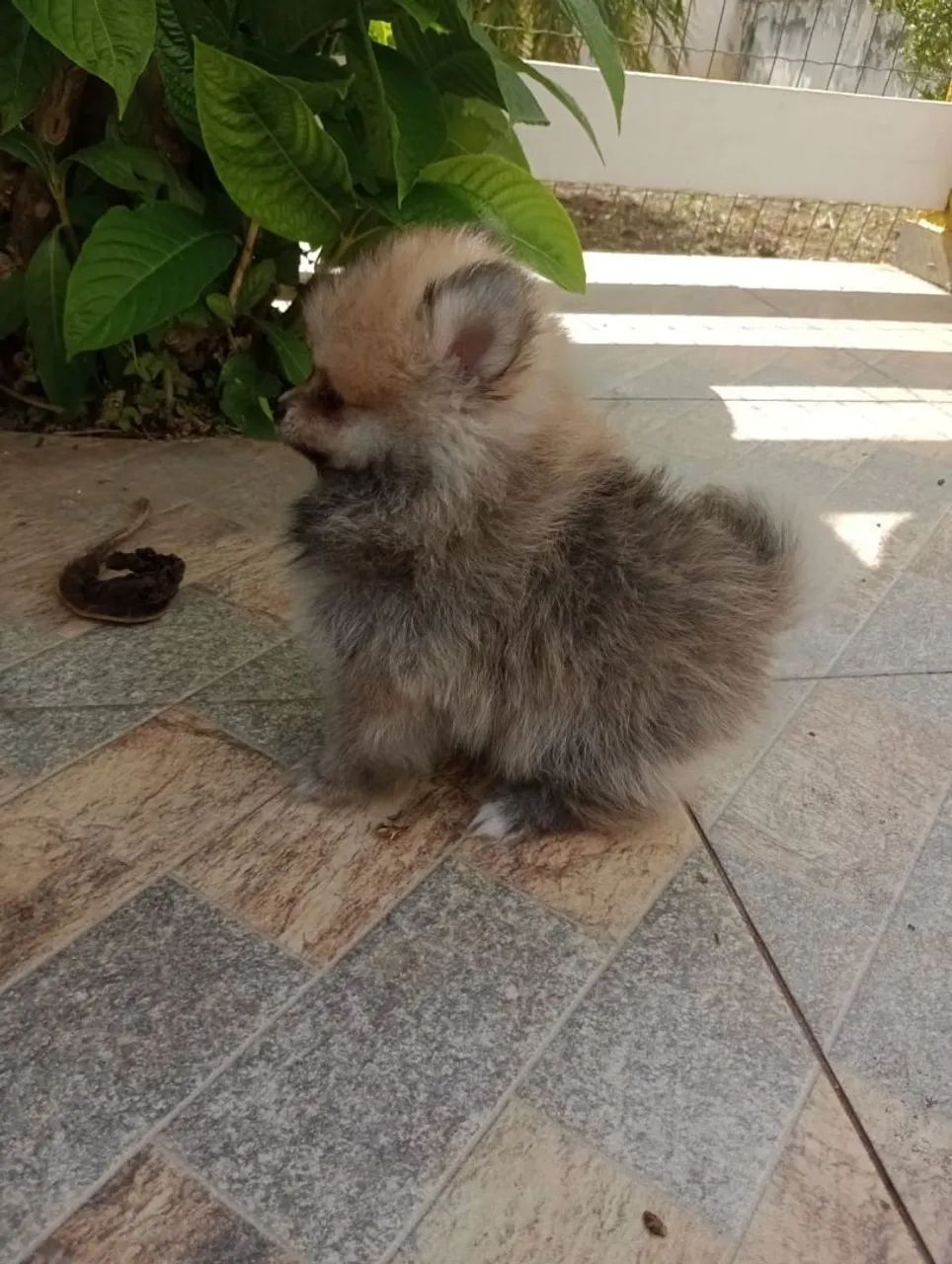 Spitz Alemão Anão Macho. Com pedigree. Entregamos. - Foto 6