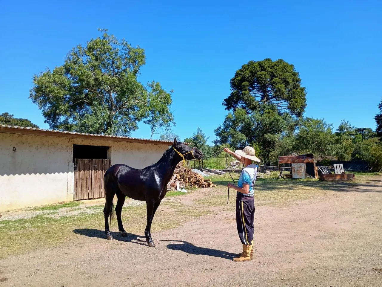 Cavalo - Foto 2