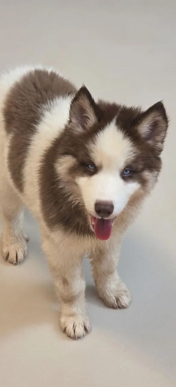 Filhotes de husky siberiano  - Foto 2