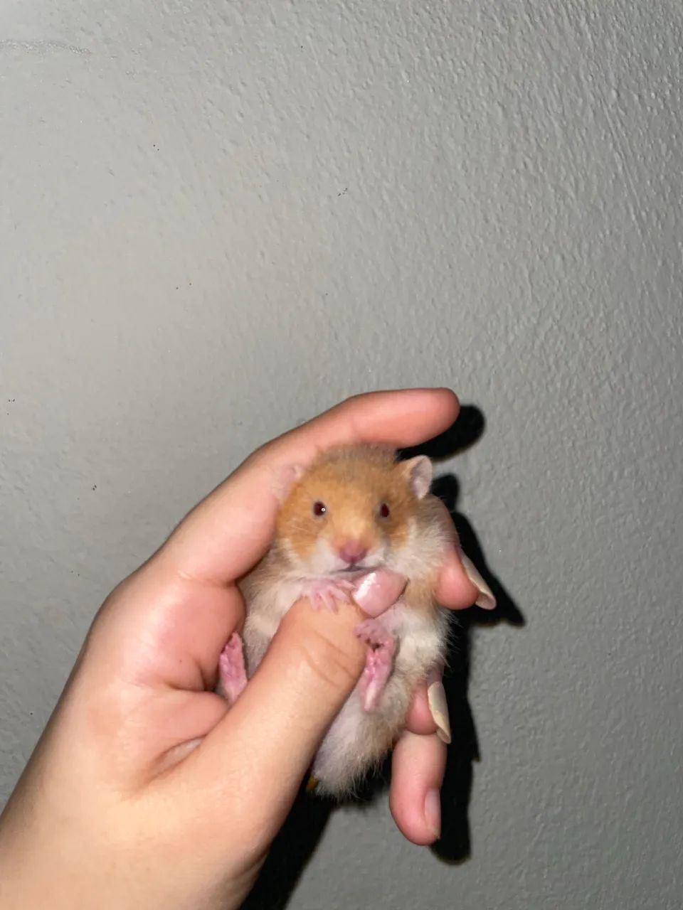 Hamster  - Foto 5