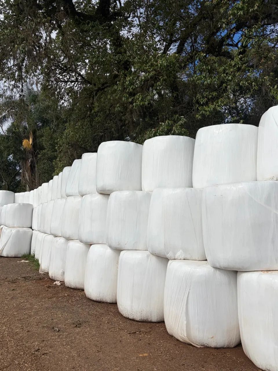 ? VENDE-SE: BOLAS DE PRÉ-SECADO DE AZEVÉM ? - Foto 3