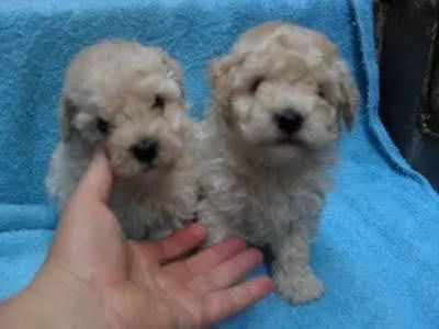Poodle Toy até 12x 