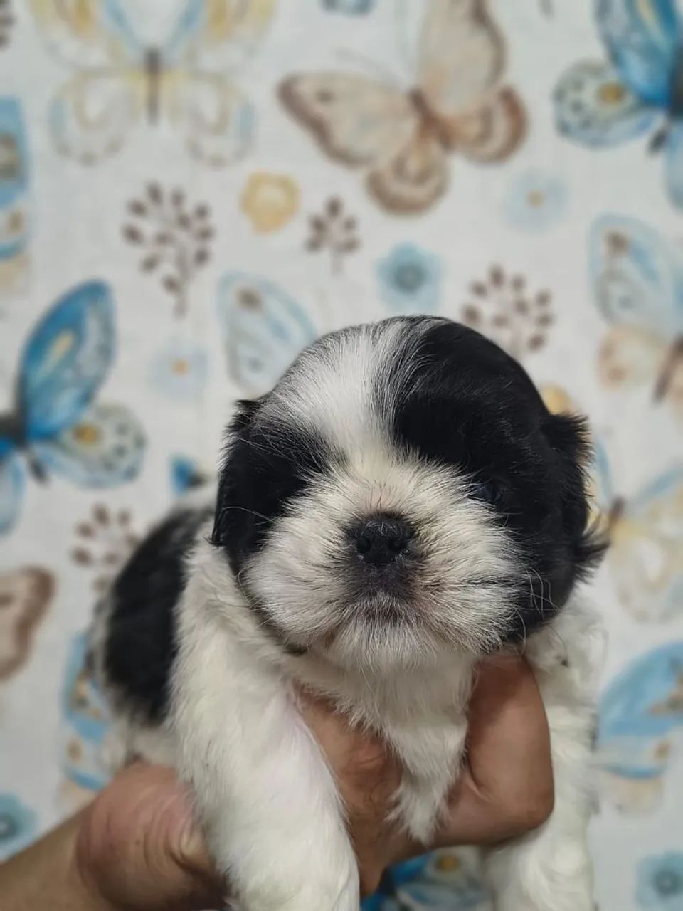 Filhotes de shih tzu - Foto 2