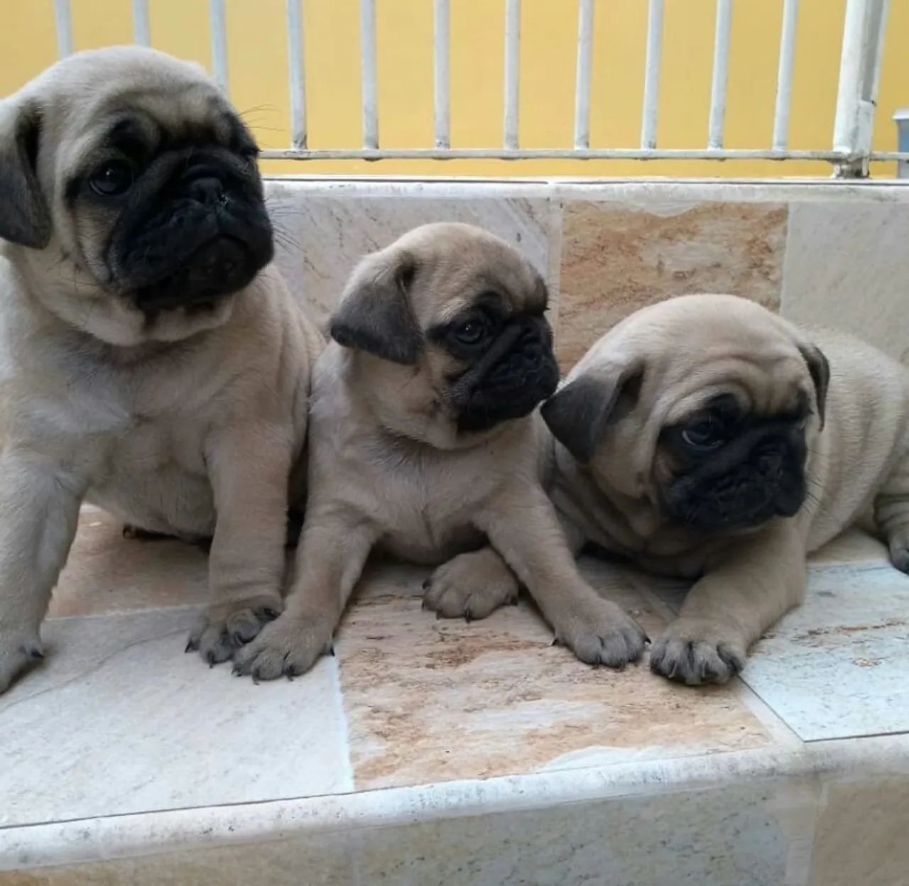 Pug mine