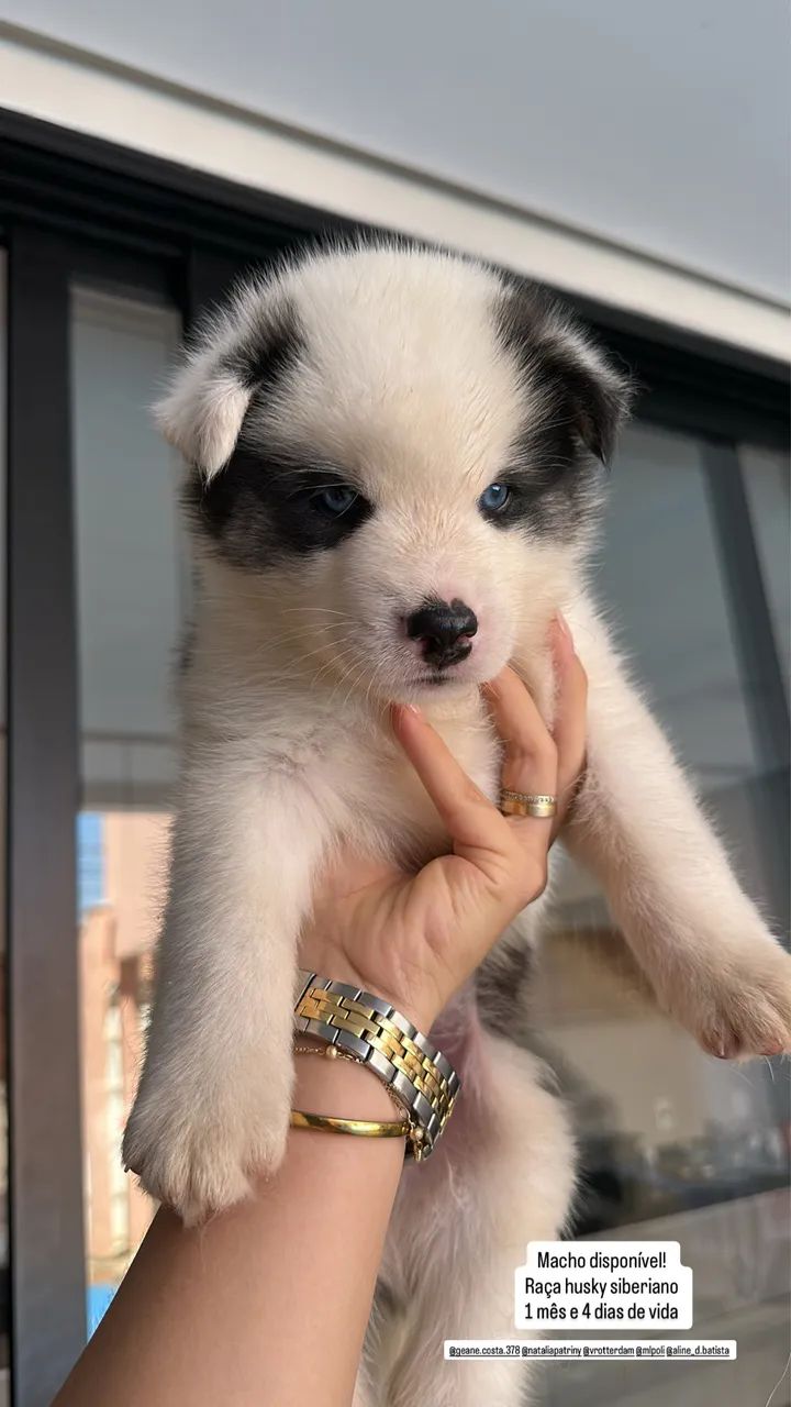 Cachorro  - Foto 2