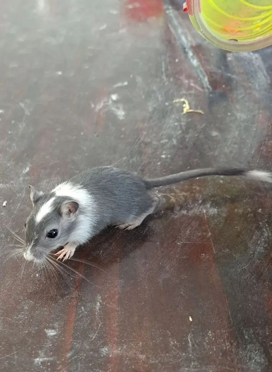 Vendo Gerbil (esquilo da Mongólia) - Foto 3