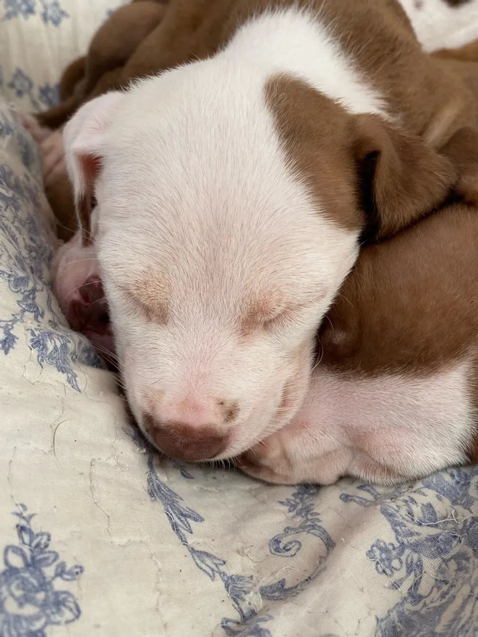 Pitbull  - Foto 2