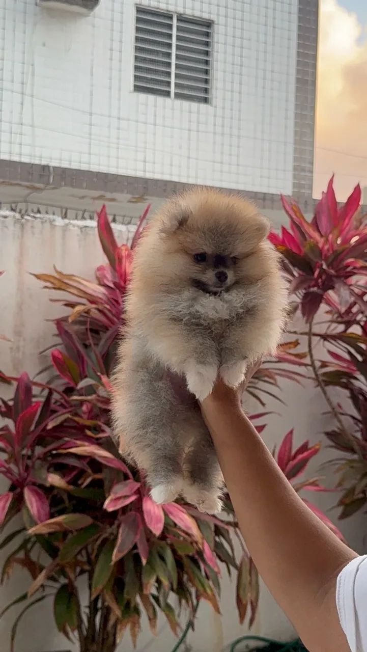 Spitz Alemão macho - Foto 4