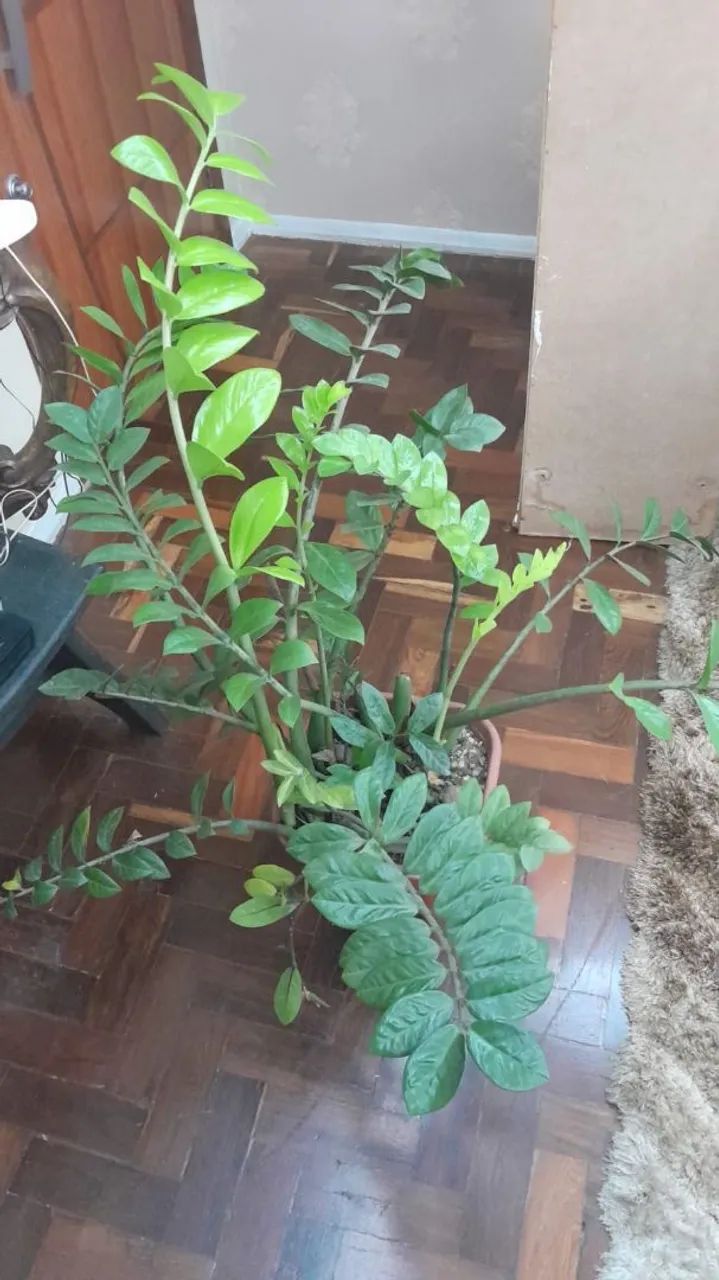 Planta Zamioculca 