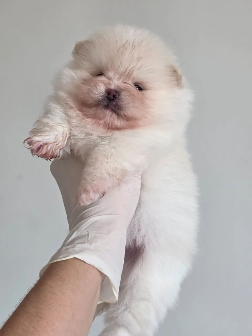 Lulu da pomerania - Spitz Alemão  - Foto 2