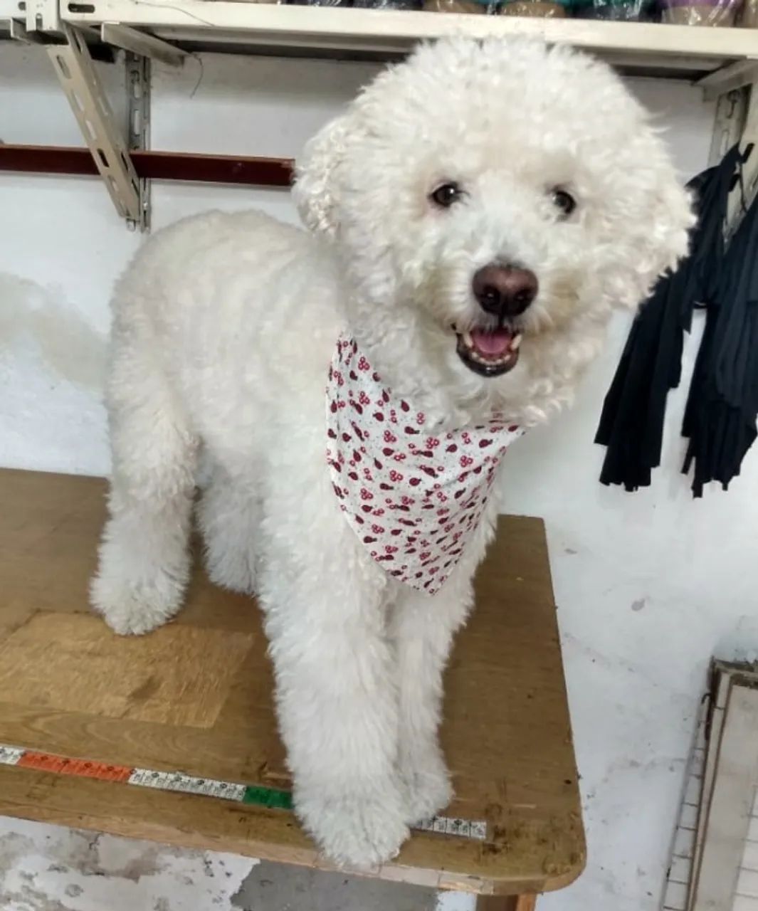 Bandanas para cães x25 - Foto 4