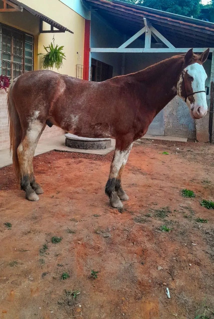 Troco cavalo por moto de TRILHA - Foto 2