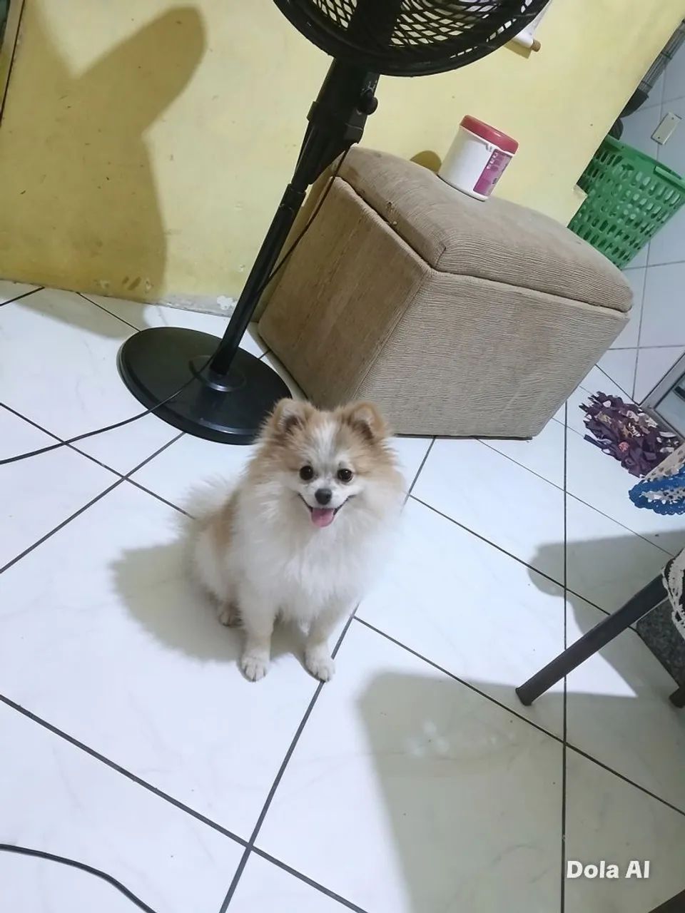 Vendo Lulu da pomerania 