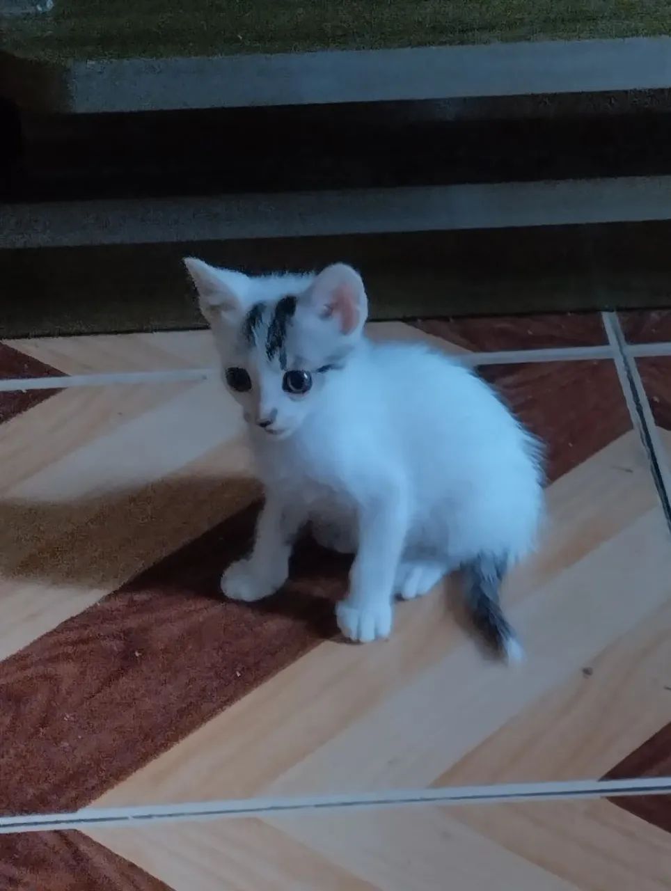 Doa-se Gatinho Branco 