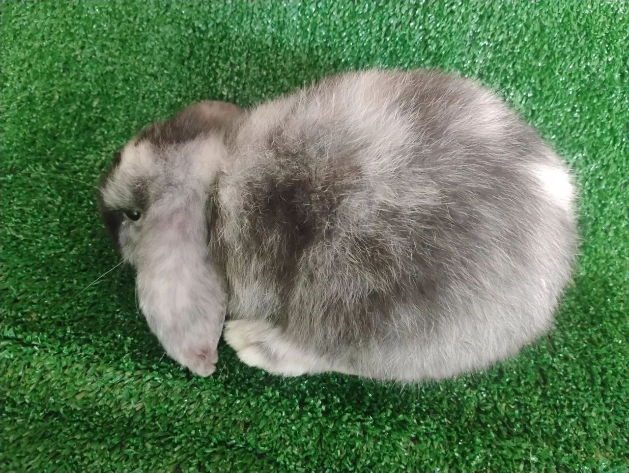 Coelho mini lop linhagem importada  - Foto 2