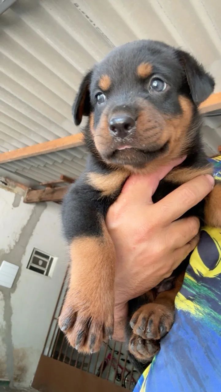 Cachorro 