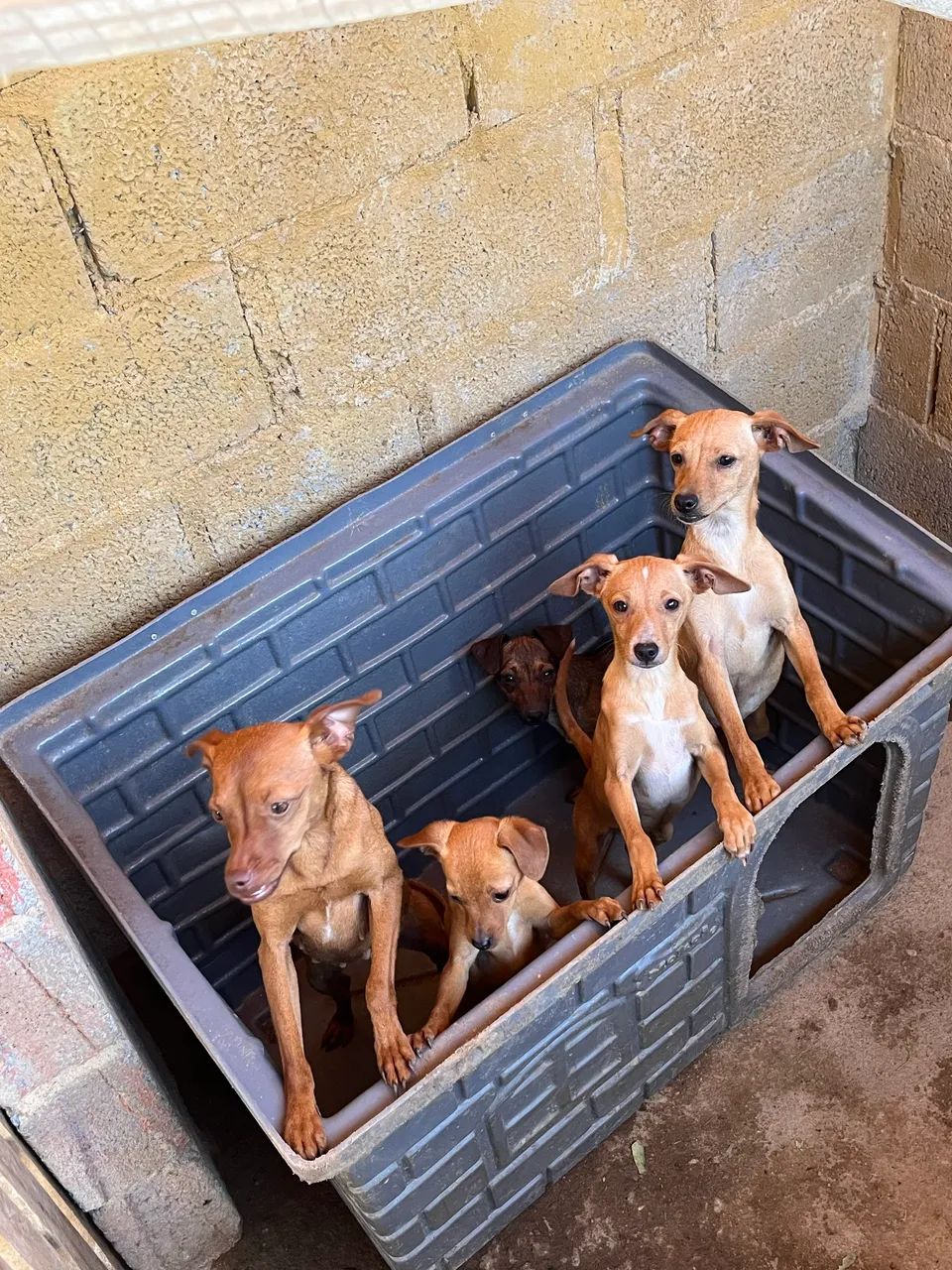 Pinscher  - Foto 2
