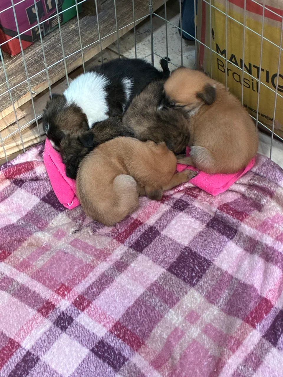 Feminha doacao  - Foto 2