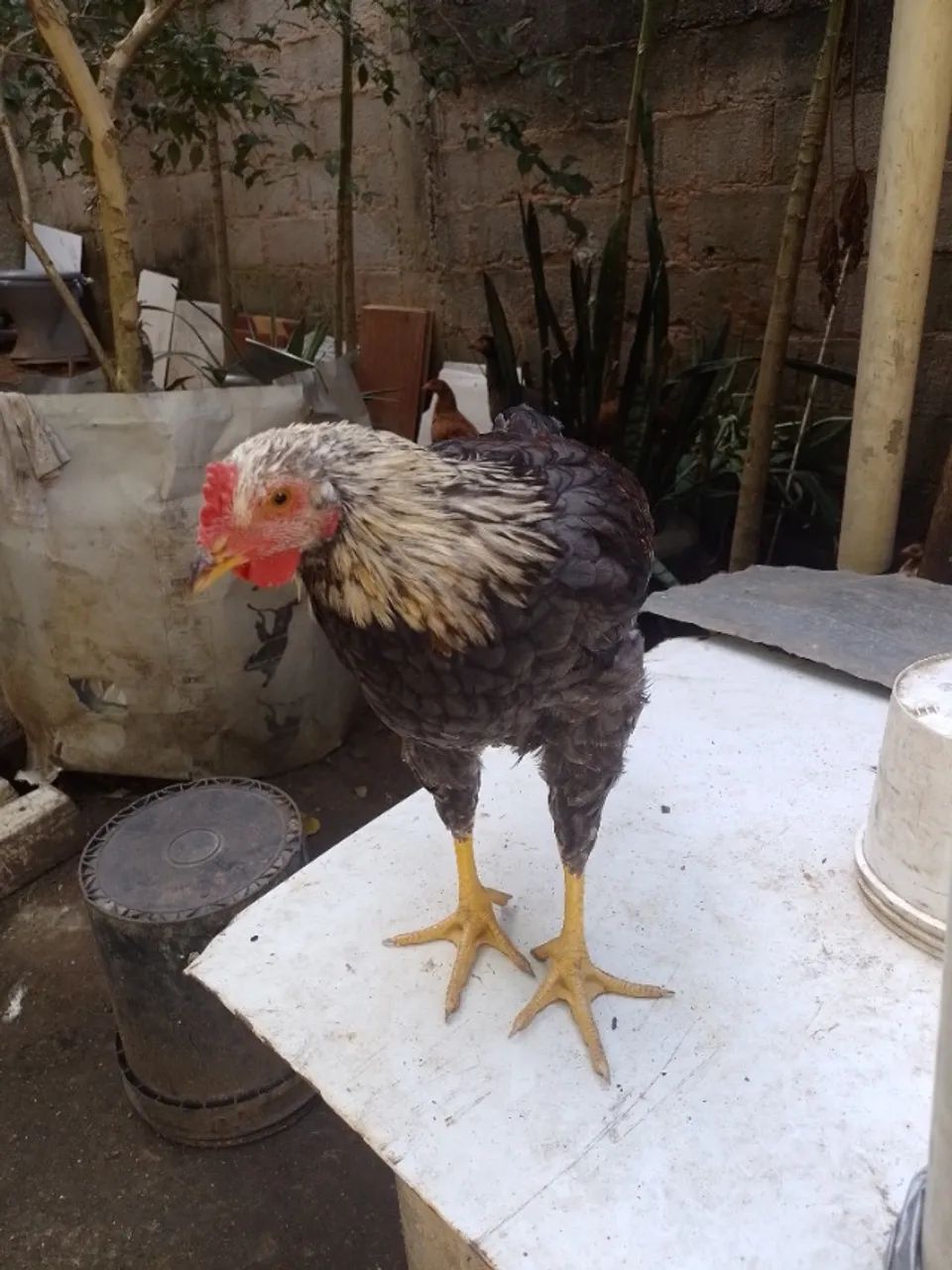 Frangos de 120 dias  - Foto 2
