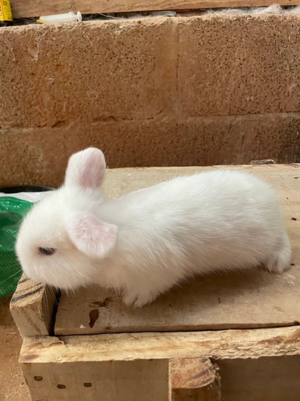 Reservas de filhotes de coelhos Mine Lop - Foto 3