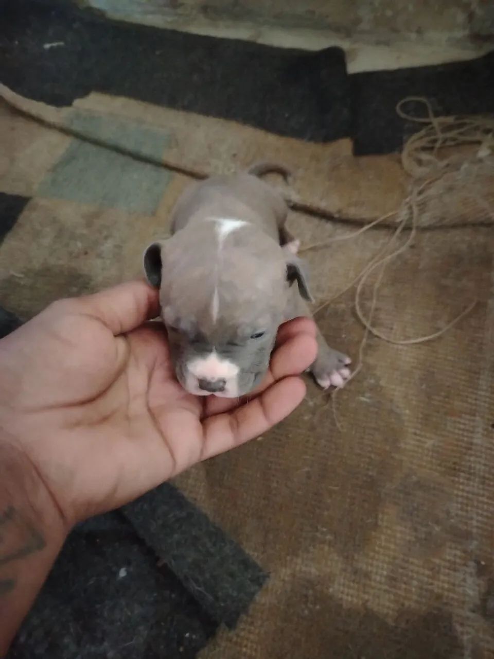 Filhotes pitbull - Foto 3